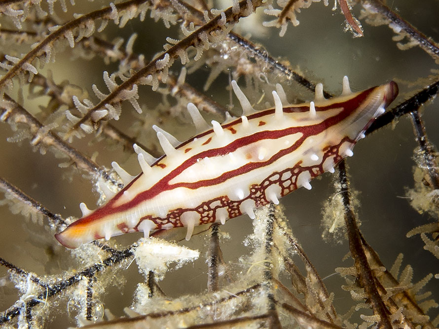 Phenacovolva poppei